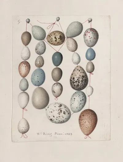 Original water-colour drawings of birds and eggs Pl.39 by John William Lewin, 1763 — digital art print download