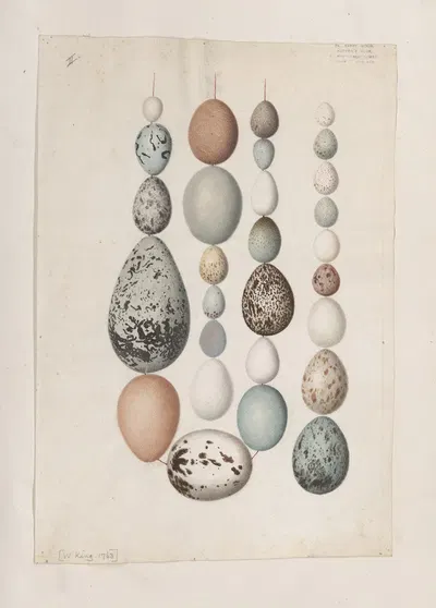 Original water-colour drawings of birds and eggs Pl.40 by John William Lewin, 1763 — digital art print download