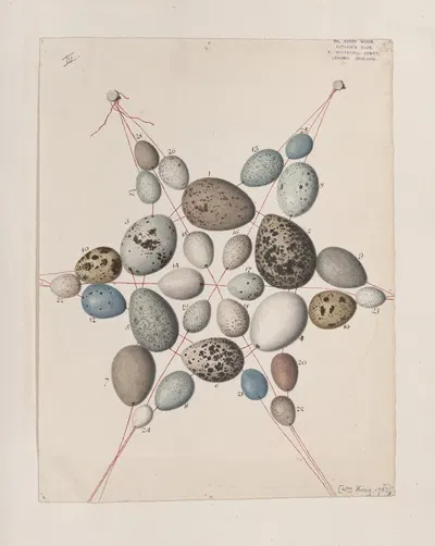Original water-colour drawings of birds and eggs Pl.41 by John William Lewin, 1763 — digital art print download