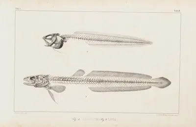 Recherches sur les poissons fossiles Pl.009 by Louis Agassiz, 1833-1843 — digital art print download