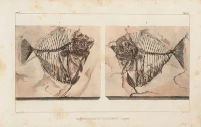 Recherches sur les poissons fossiles Pl.015 by Louis Agassiz, 1833-1843 — digital art print download