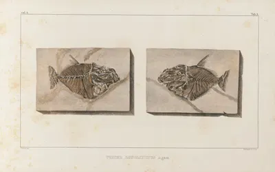 Recherches sur les poissons fossiles Pl.018 by Louis Agassiz, 1833-1843 — digital art print download
