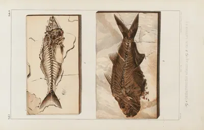 Recherches sur les poissons fossiles Pl.022 by Louis Agassiz, 1833-1843 — digital art print download