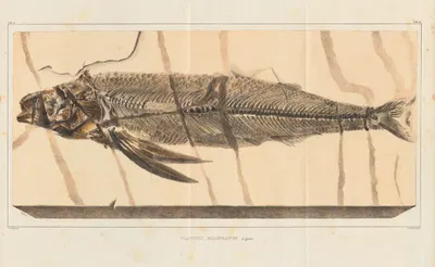 Recherches sur les poissons fossiles Pl.028 by Louis Agassiz, 1833-1843 — digital art print download