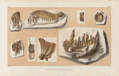 Recherches sur les poissons fossiles Pl.042 by Louis Agassiz, 1833-1843 — digital art print download