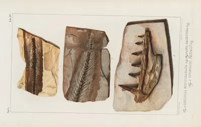 Recherches sur les poissons fossiles Pl.047 by Louis Agassiz, 1833-1843 — digital art print download