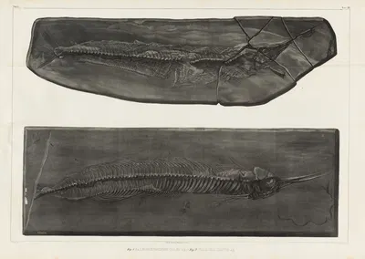 Recherches sur les poissons fossiles Pl.050 by Louis Agassiz, 1833-1843 — digital art print download