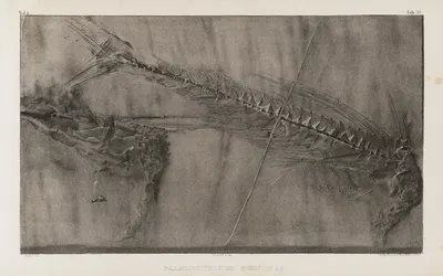 Recherches sur les poissons fossiles Pl.051 by Louis Agassiz, 1833-1843 — digital art print download