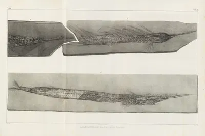 Recherches sur les poissons fossiles Pl.052 by Louis Agassiz, 1833-1843 — digital art print download