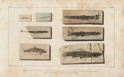 Recherches sur les poissons fossiles Pl.072 by Louis Agassiz, 1833-1843 — digital art print download