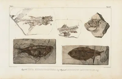 Recherches sur les poissons fossiles Pl.074 by Louis Agassiz, 1833-1843 — digital art print download
