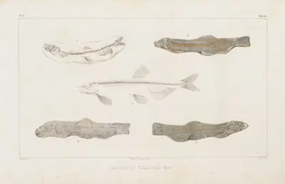 Recherches sur les poissons fossiles Pl.084 by Louis Agassiz, 1833-1843 — digital art print download