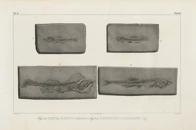 Recherches sur les poissons fossiles Pl.090 by Louis Agassiz, 1833-1843 — digital art print download