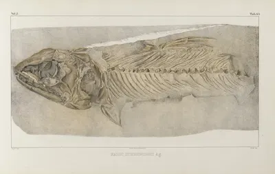 Recherches sur les poissons fossiles Pl.091 by Louis Agassiz, 1833-1843 — digital art print download