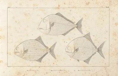 Recherches sur les poissons fossiles Pl.099 by Louis Agassiz, 1833-1843 — digital art print download