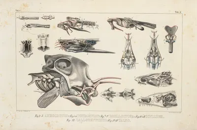 Recherches sur les poissons fossiles Pl.101 by Louis Agassiz, 1833-1843 — digital art print download