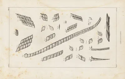Recherches sur les poissons fossiles Pl.104 by Louis Agassiz, 1833-1843 — digital art print download