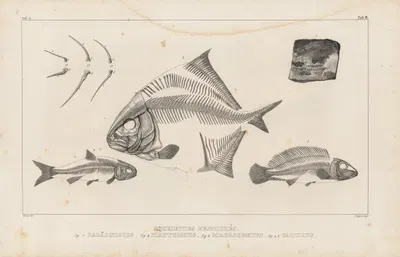 Recherches sur les poissons fossiles Pl.109 by Louis Agassiz, 1833-1843 — digital art print download