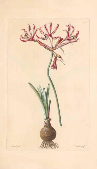 Amaryllis aucta by Leopold Trattinnick, 1819 — digital art print download