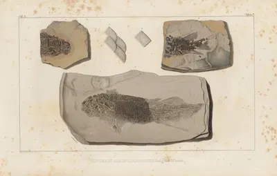 Recherches sur les poissons fossiles Pl.122 by Louis Agassiz, 1833-1843 — digital art print download