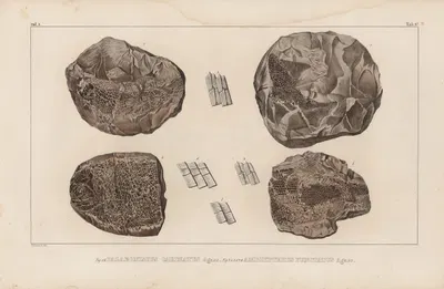 Recherches sur les poissons fossiles Pl.129 by Louis Agassiz, 1833-1843 — digital art print download