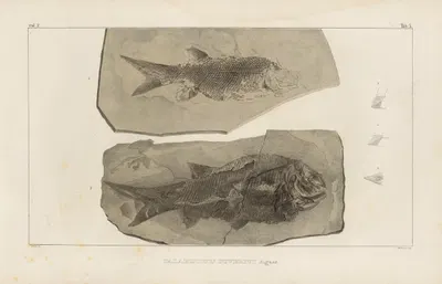 Recherches sur les poissons fossiles Pl.132 by Louis Agassiz, 1833-1843 — digital art print download