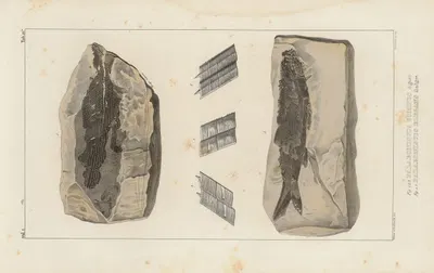 Recherches sur les poissons fossiles Pl.137 by Louis Agassiz, 1833-1843 — digital art print download
