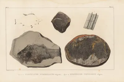 Recherches sur les poissons fossiles Pl.145 by Louis Agassiz, 1833-1843 — digital art print download