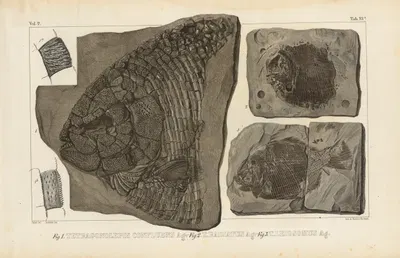 Recherches sur les poissons fossiles Pl.155 by Louis Agassiz, 1833-1843 — digital art print download