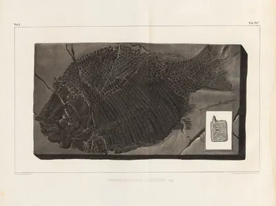 Recherches sur les poissons fossiles Pl.156 by Louis Agassiz, 1833-1843 — digital art print download