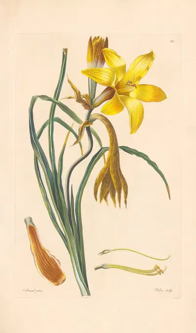 Hemerocallis graminea by Leopold Trattinnick, 1819 — digital art print download