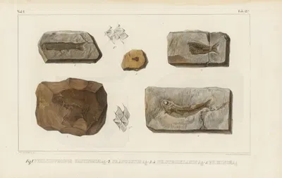 Recherches sur les poissons fossiles Pl.196 by Louis Agassiz, 1833-1843 — digital art print download
