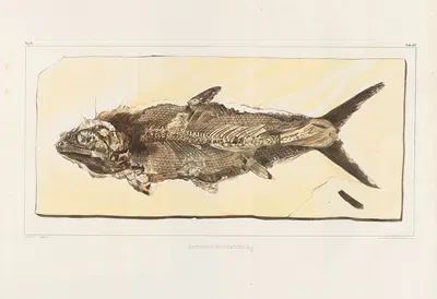 Recherches sur les poissons fossiles Pl.216 by Louis Agassiz, 1833-1843 — digital art print download
