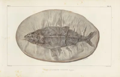 Recherches sur les poissons fossiles Pl.223 by Louis Agassiz, 1833-1843 — digital art print download