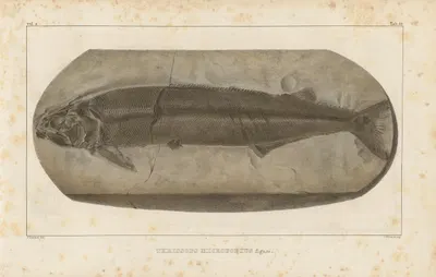 Recherches sur les poissons fossiles Pl.232 by Louis Agassiz, 1833-1843 — digital art print download