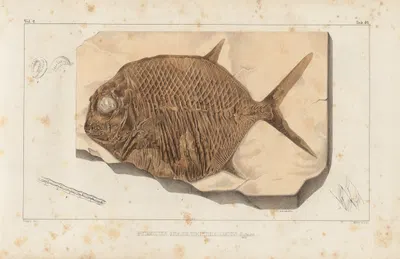 Recherches sur les poissons fossiles Pl.240 by Louis Agassiz, 1833-1843 — digital art print download