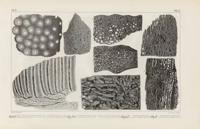 Recherches sur les poissons fossiles Pl.272 by Louis Agassiz, 1833-1843 — digital art print download