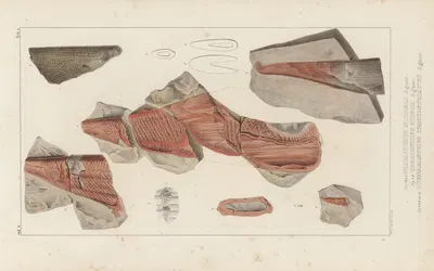Recherches sur les poissons fossiles Pl.276 by Louis Agassiz, 1833-1843 — digital art print download