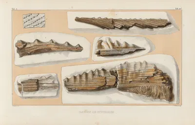Recherches sur les poissons fossiles Pl.286 by Louis Agassiz, 1833-1843 — digital art print download