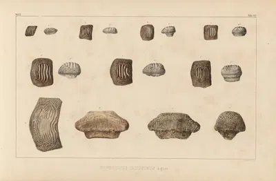 Recherches sur les poissons fossiles Pl.305 by Louis Agassiz, 1833-1843 — digital art print download