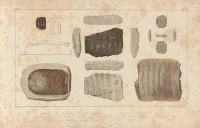 Recherches sur les poissons fossiles Pl.334 by Louis Agassiz, 1833-1843 — digital art print download