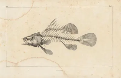 Recherches sur les poissons fossiles Pl.336 by Louis Agassiz, 1833-1843 — digital art print download