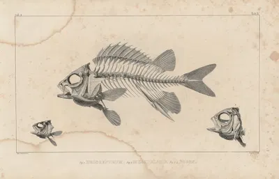 Recherches sur les poissons fossiles Pl.337 by Louis Agassiz, 1833-1843 — digital art print download