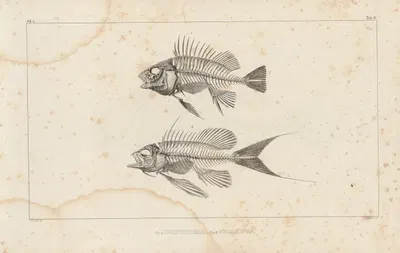 Recherches sur les poissons fossiles Pl.338 by Louis Agassiz, 1833-1843 — digital art print download