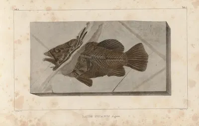 Recherches sur les poissons fossiles Pl.351 by Louis Agassiz, 1833-1843 — digital art print download