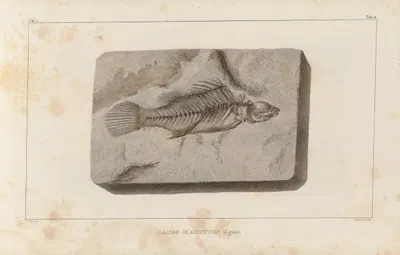 Recherches sur les poissons fossiles Pl.352 by Louis Agassiz, 1833-1843 — digital art print download