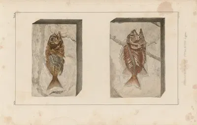 Recherches sur les poissons fossiles Pl.361 by Louis Agassiz, 1833-1843 — digital art print download