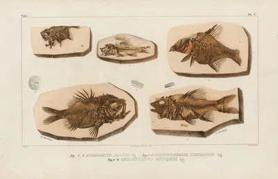Recherches sur les poissons fossiles Pl.369 by Louis Agassiz, 1833-1843 — digital art print download