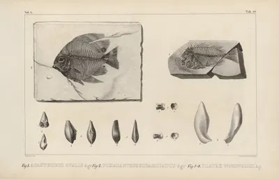 Recherches sur les poissons fossiles Pl.370 by Louis Agassiz, 1833-1843 — digital art print download