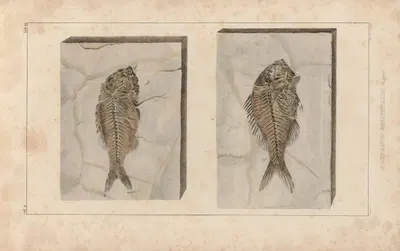 Recherches sur les poissons fossiles Pl.374 by Louis Agassiz, 1833-1843 — digital art print download